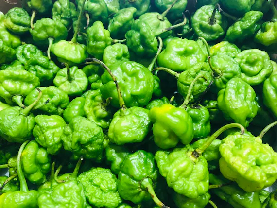 il_570xN.1860218014_o5cz